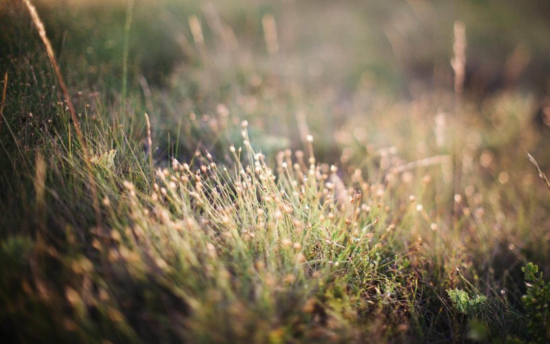 Pourquoi Explore & Sens ?